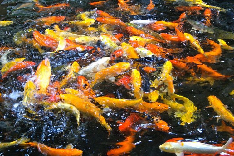 High angle view of koi fishes swimming in pond