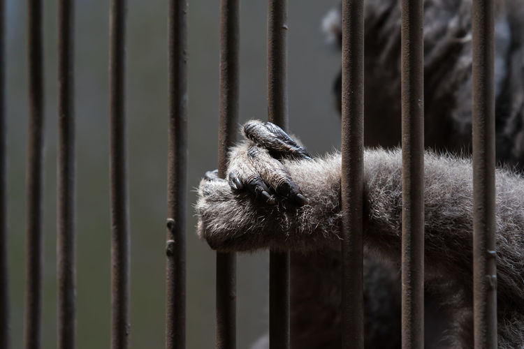 Close-up of a monkey in a cage, its hand holding an iron bars
