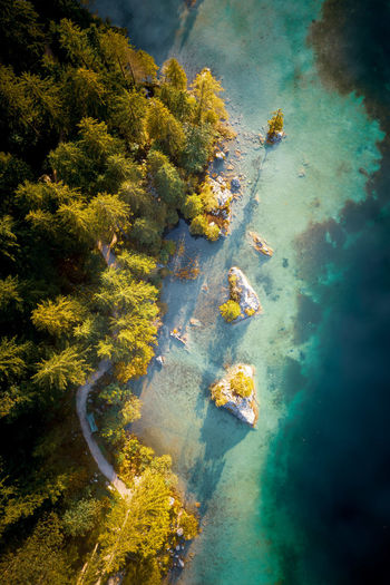 Aerial view of trees in forest by sea