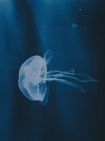  jellyfish swimming in sea