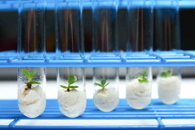 Close-up of plants in test tubes