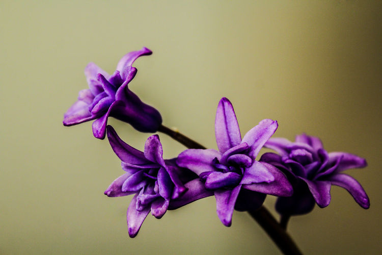 Close-up of fresh purple flower against white background