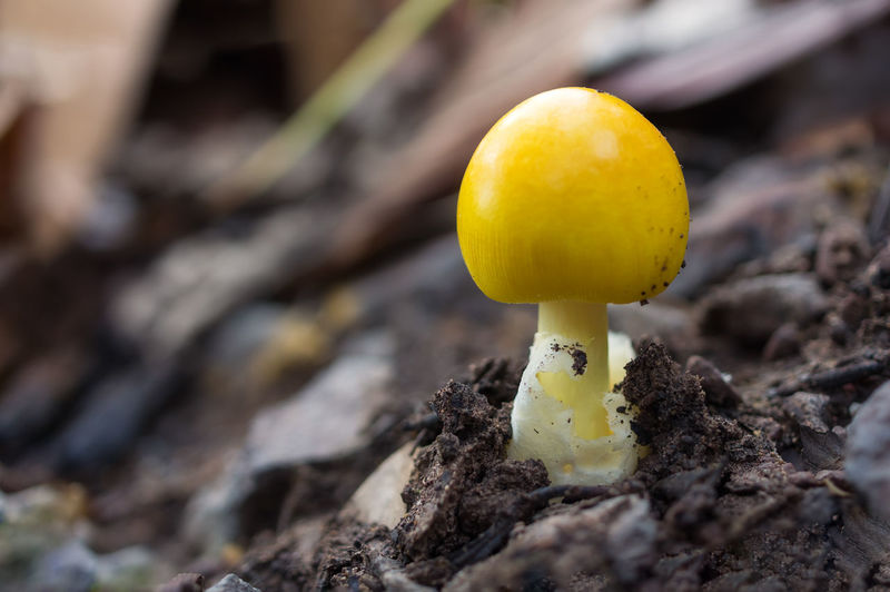 Close-up of yellow mushroom growing on rock