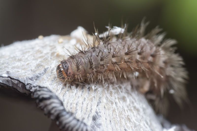 Early stage of tussock moth caterpillar
