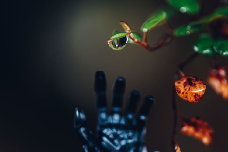Close-up of robot hand and plant