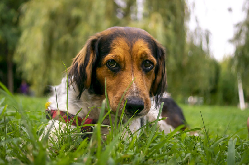 Portrait of dog looking away on field
