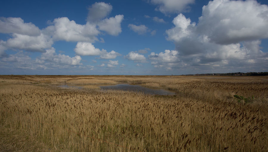 Reedbeds and salt marshes, under blue skys at blakeney, norfolk, united kingdom 