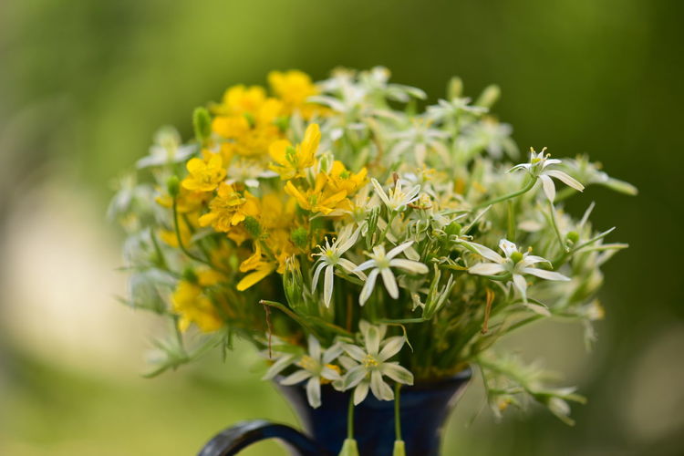 Close-up of bouquet of nice wildflowers