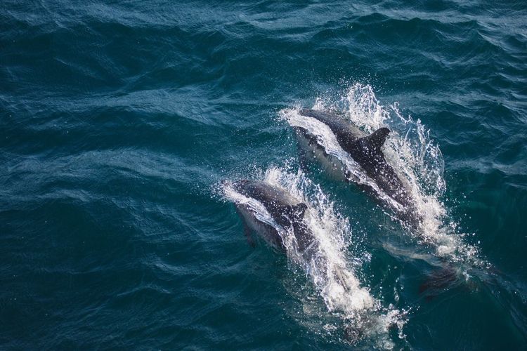 Scenic view of sea with two dolphins 