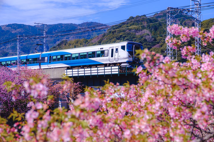 View of flowering plants by train