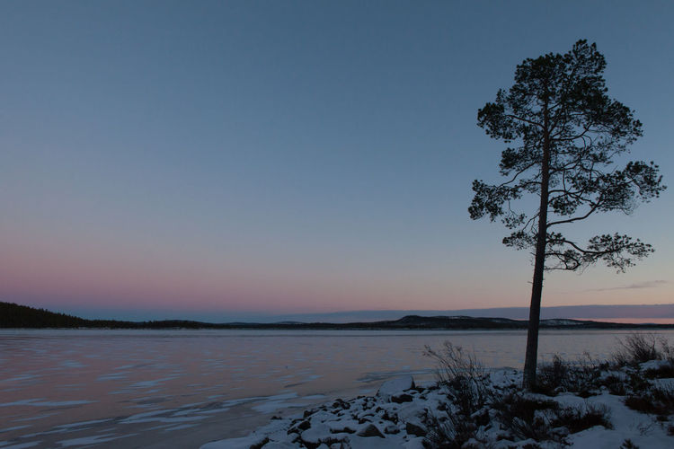 Silhouette tree on snow covered riverbank against clear sky at dusk