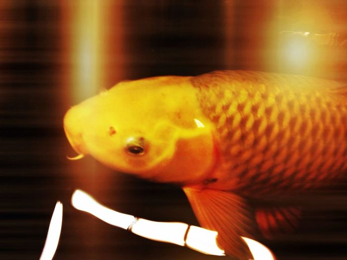 Close-up orange fish swimming