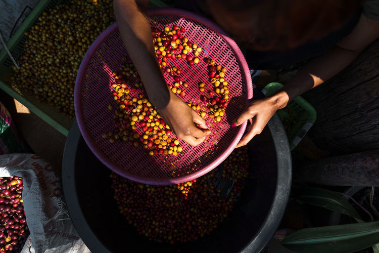 High angle view of woman filtering coffee beans