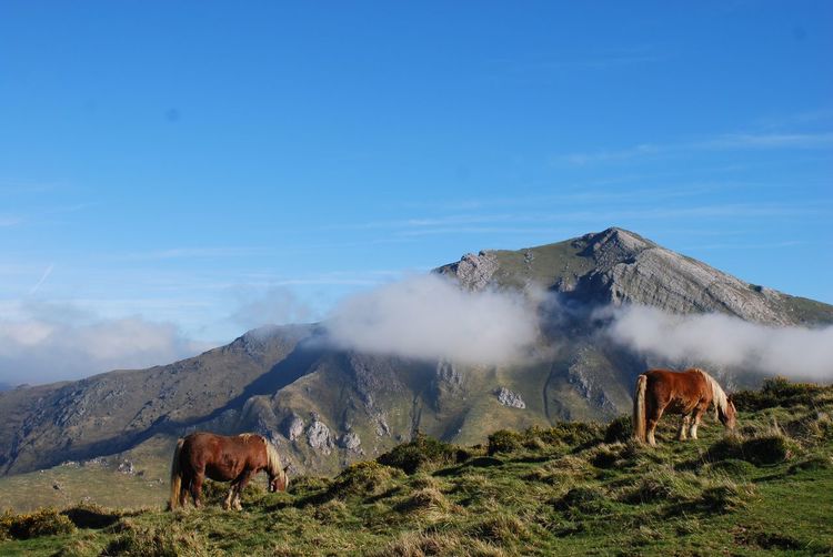 Cows on landscape against sky