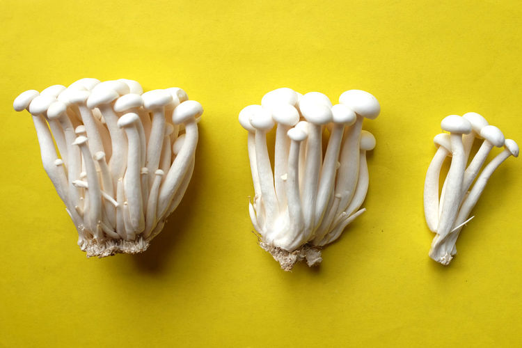 Close-up of mushrooms on yellow background