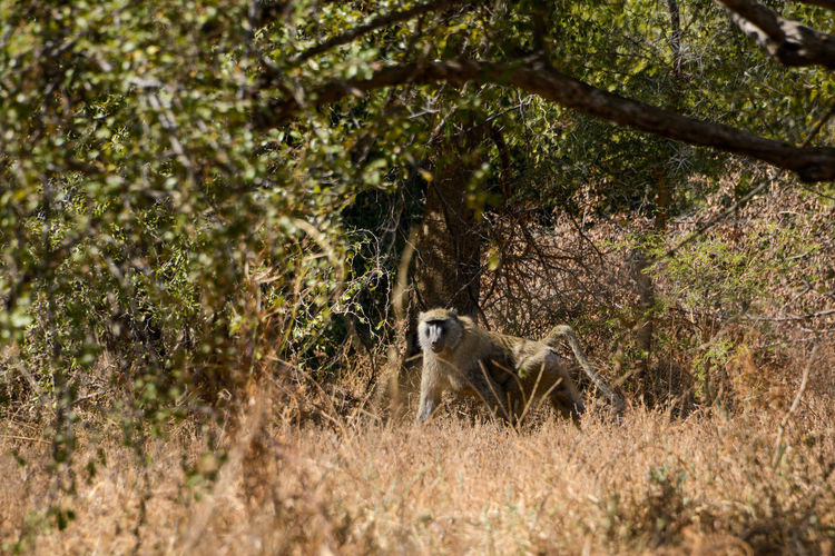 Portrait of cat on land in forest