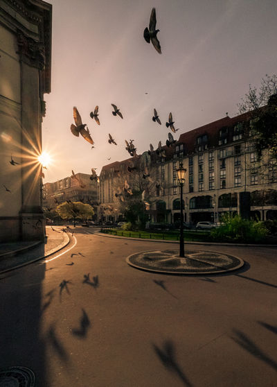 Birds flying over city street