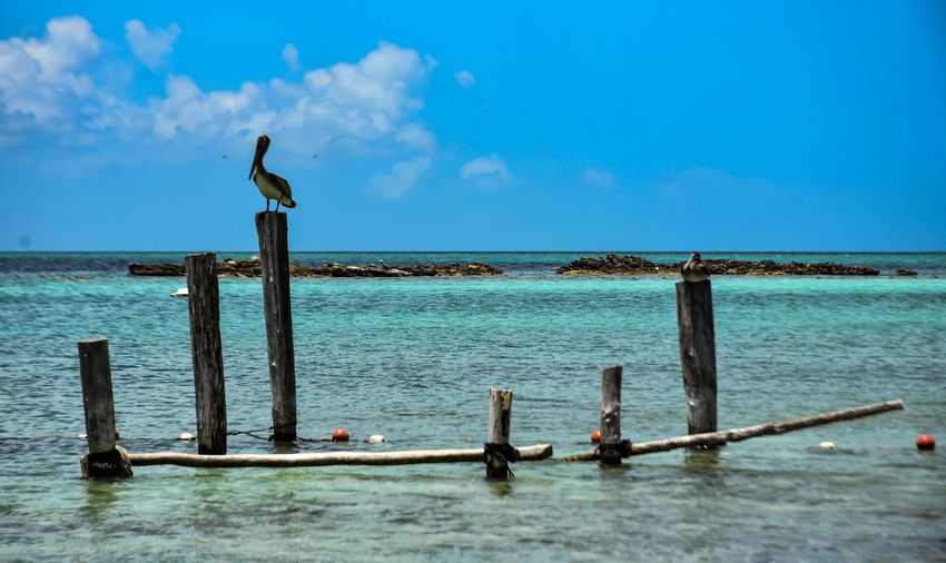 Seagulls perching on wooden post in sea against sky