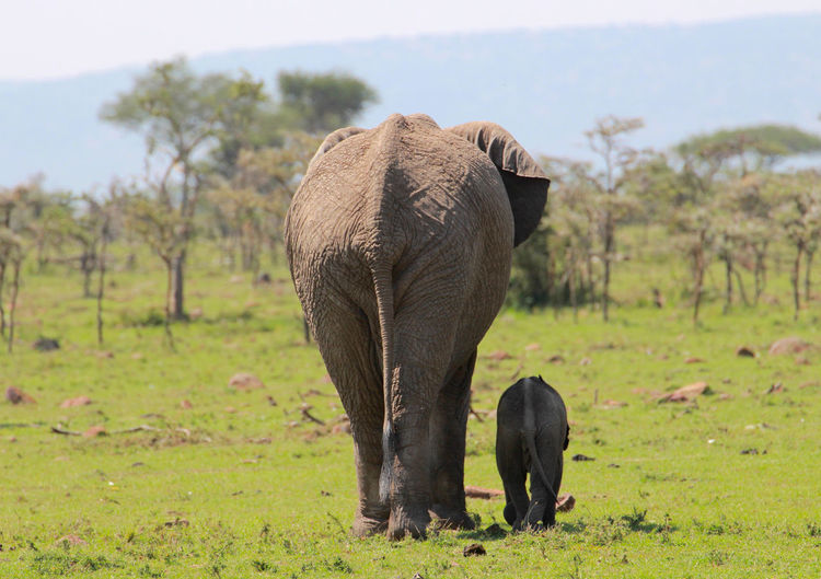 Elephant with calf walking on field