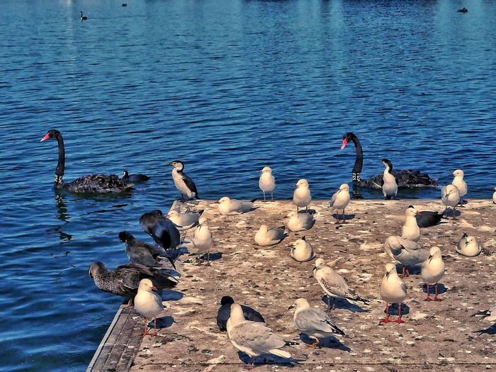 Birds perching on swans