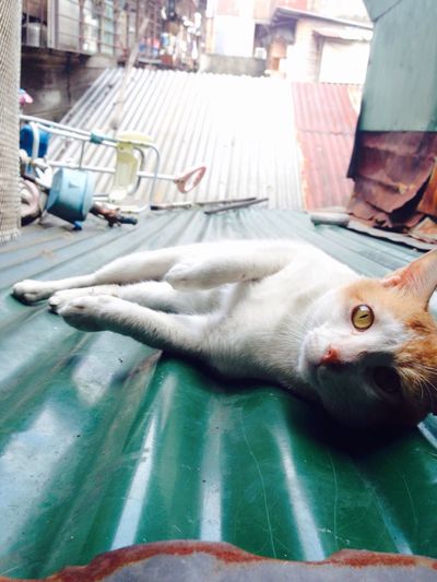 Portrait of cat relaxing