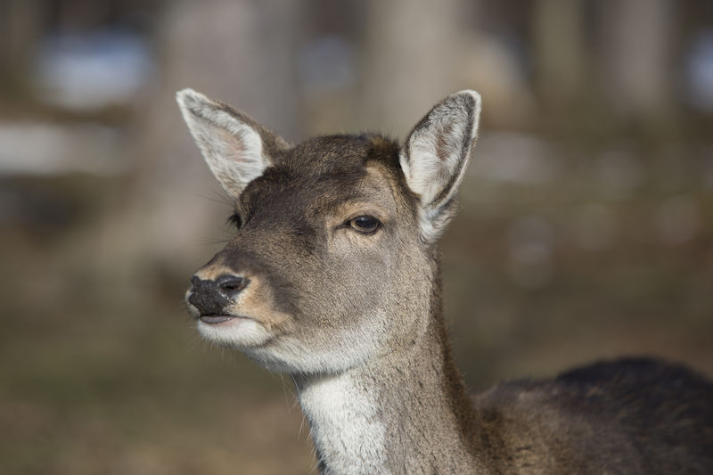 Portrait of a roe deer in the sunlight