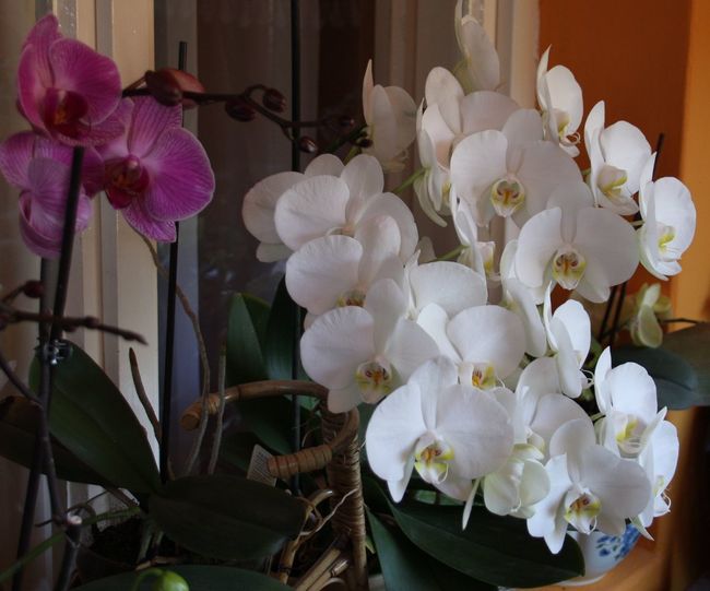 Close-up of white orchids at home