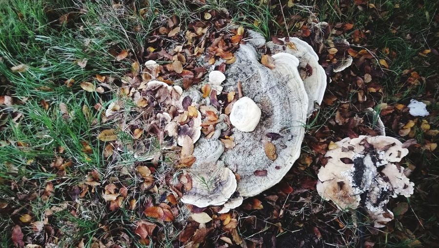 High angle view of mushrooms growing on field