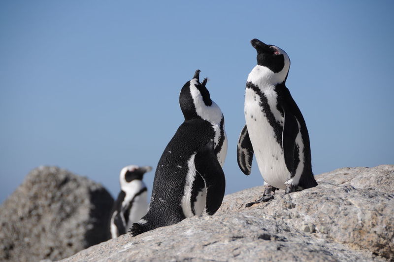 Penguins on rock against clear sky