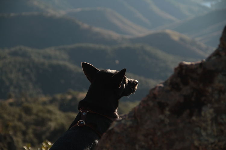 My doggo in an overlook at the mountains near by