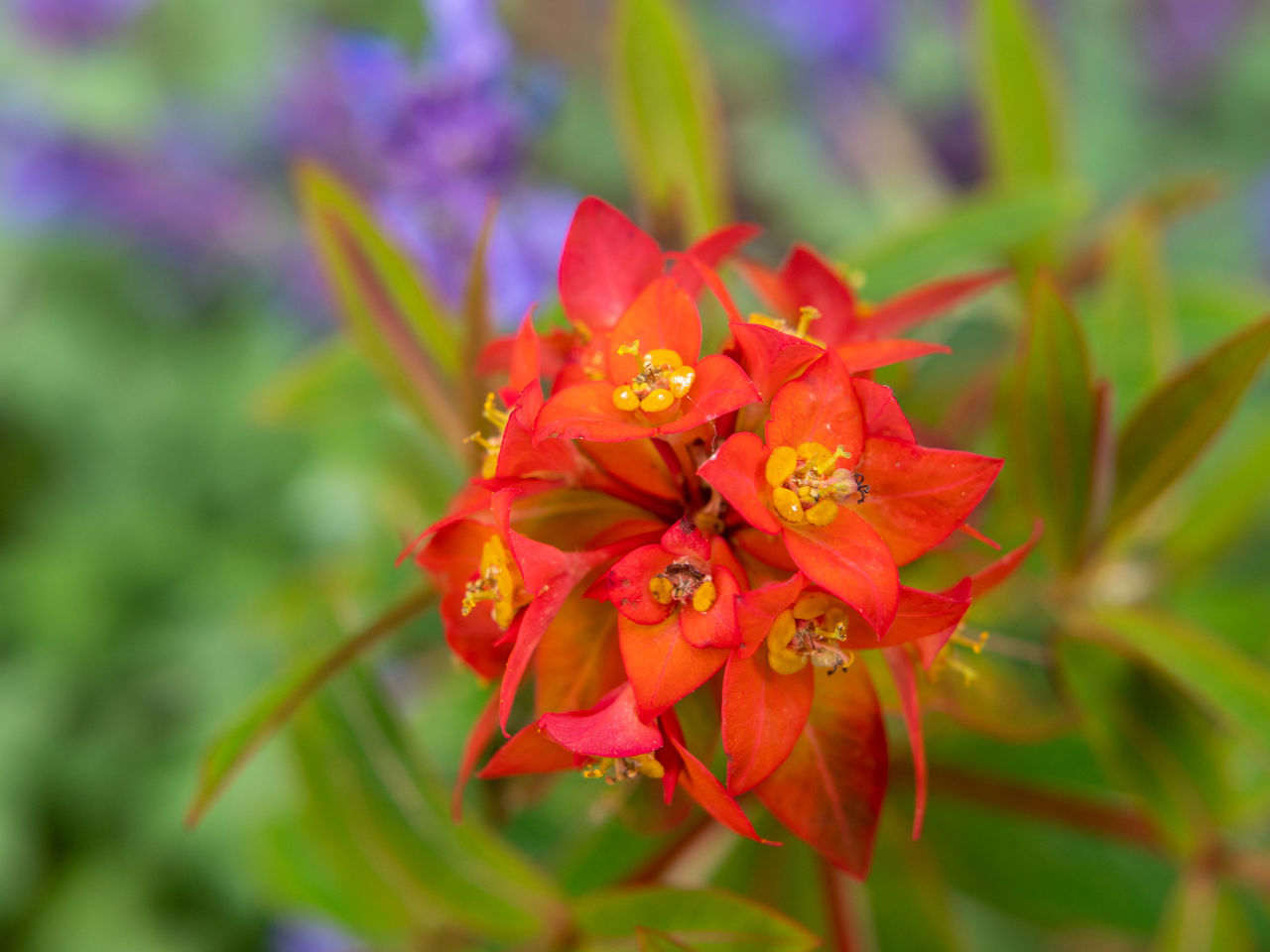 CLOSE-UP OF RED FLOWERING PLANTS