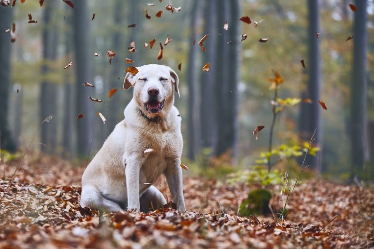 Dog sitting in forest during autumn