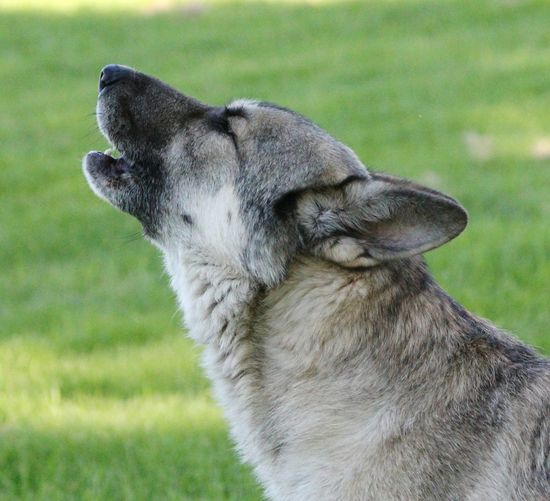 Close-up of german shepherd howling on field