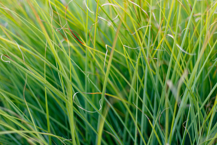Green grass background, close up and full frame