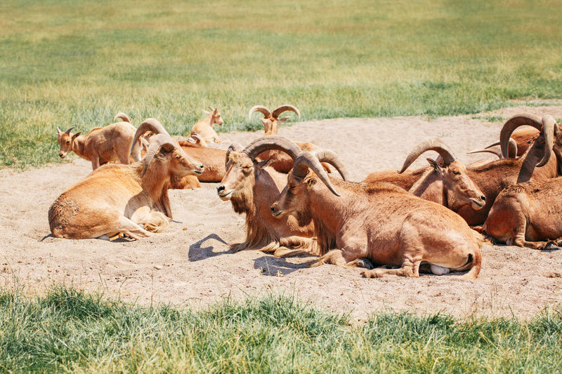 Barbary sheep wild goats antelope in sand ground on hot summer day. herd of wild texas aoudad goats 
