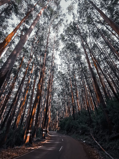 View of trees in the forest