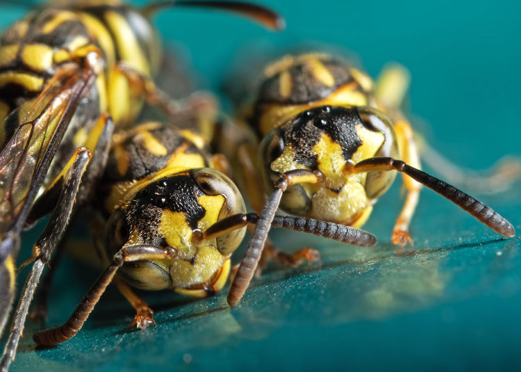 Extreme close-up of wasps