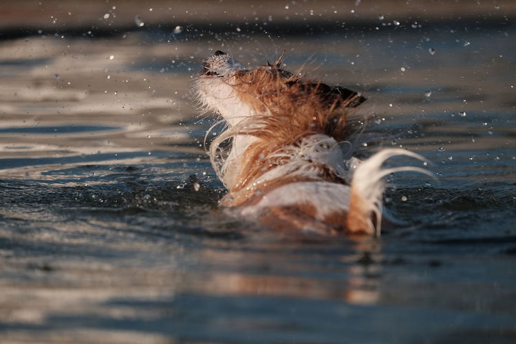 View of dog swimming in water