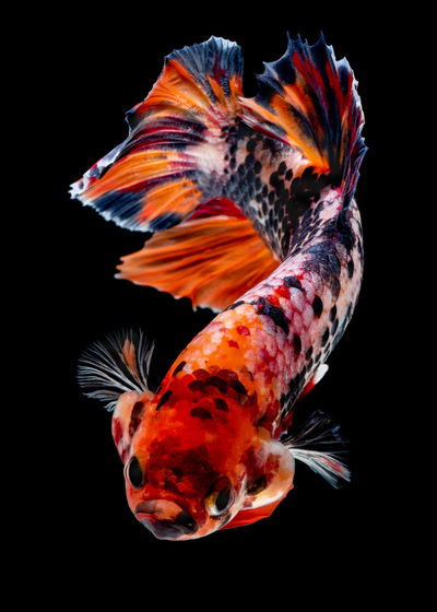Close-up of fish swimming in sea