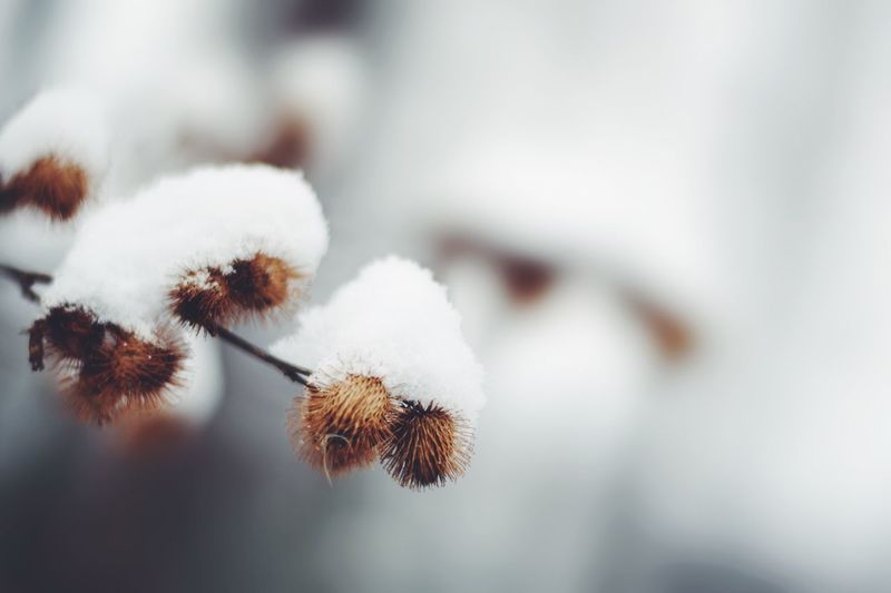 Close-up of twig in winter