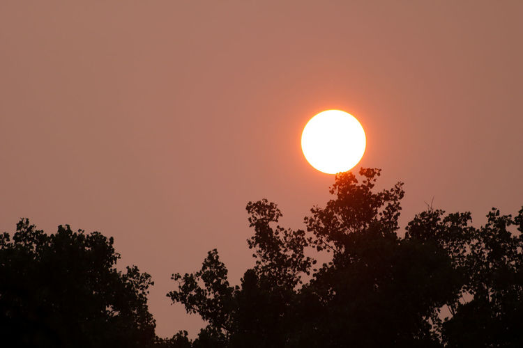 Low angle view of silhouette trees against sky during sunset