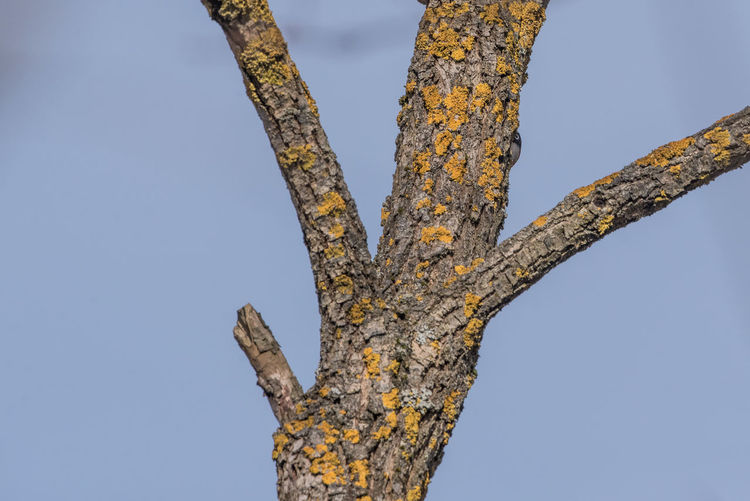 Low angle view of lichen on tree against clear sky