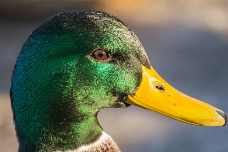 Male mallard or wild duck, anas platyrhynchos. close-up