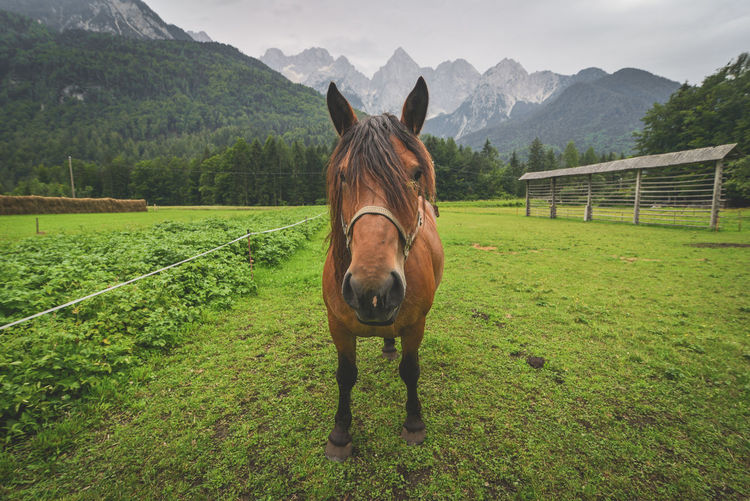 Portrait of horse on grassy field against mountains