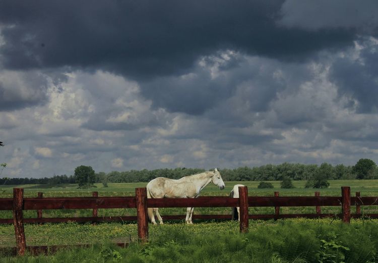 White horse in ranch against storm clouds