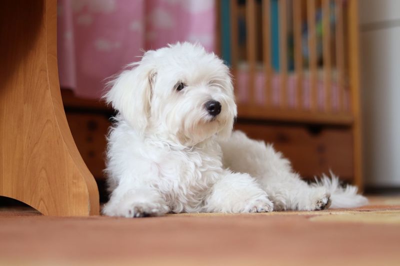 Portrait of white dog sitting on floor at home
