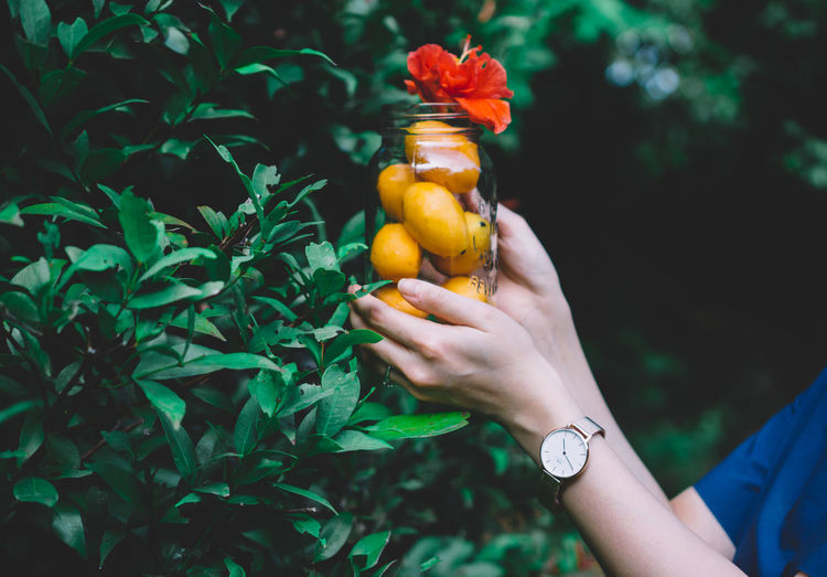 Close-up of hand holding jar with mango and flower