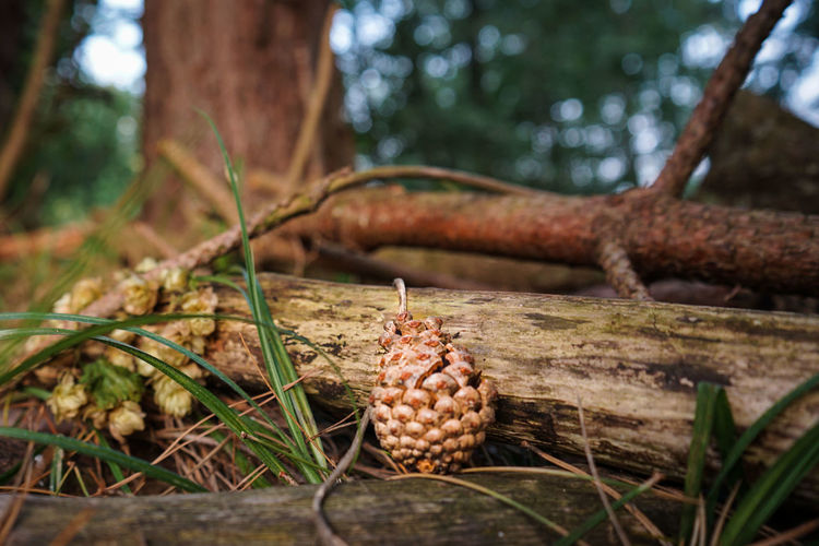 Close-up of pine cones on plant in forest