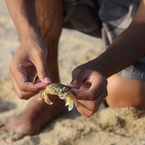 Cropped hands of man holding crab at beach