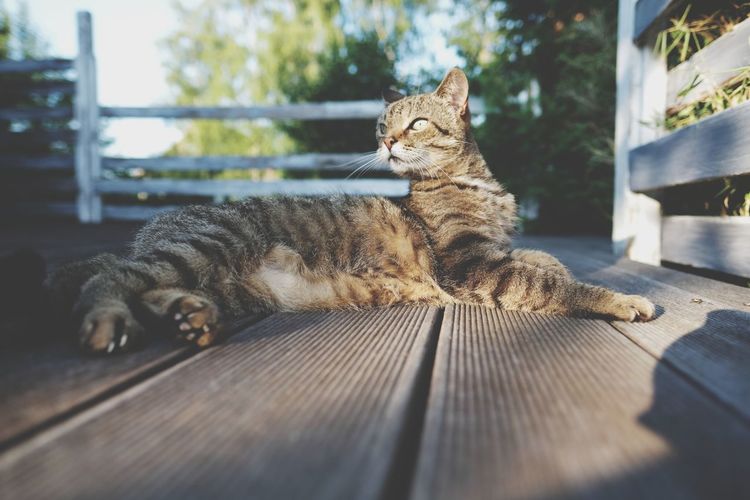 Cat resting on wood